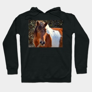 Assateague Pony Ms Macky Portrait Hoodie